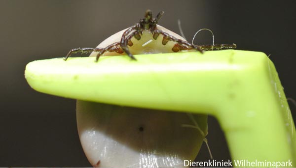 Als dierenartsen adviseren we om als tekenmiddel een van de volgende middelen te gebruiken: een band (Scalibor), een pipet (Pulvex) of een spray (Defendog) en in Nederland is een tablet die 3 maanden werkt te gebruiken 
